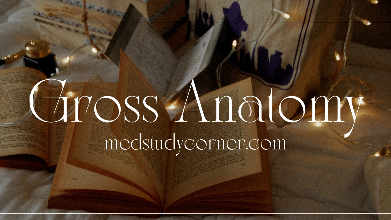 GROSS Anatomy