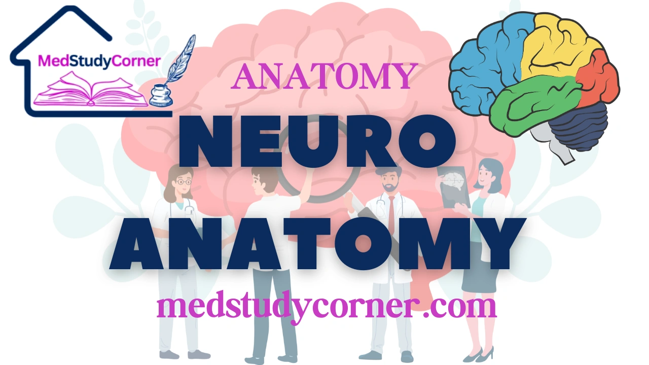 NEURO-ANATOMY